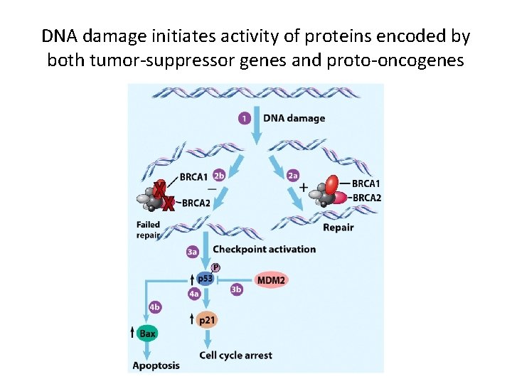 DNA damage initiates activity of proteins encoded by both tumor-suppressor genes and proto-oncogenes 