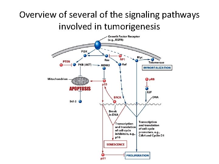 Overview of several of the signaling pathways involved in tumorigenesis 