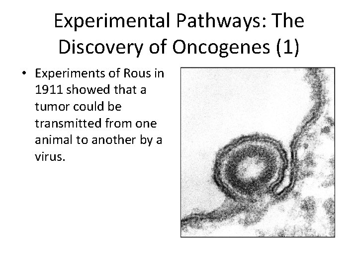 Experimental Pathways: The Discovery of Oncogenes (1) • Experiments of Rous in 1911 showed