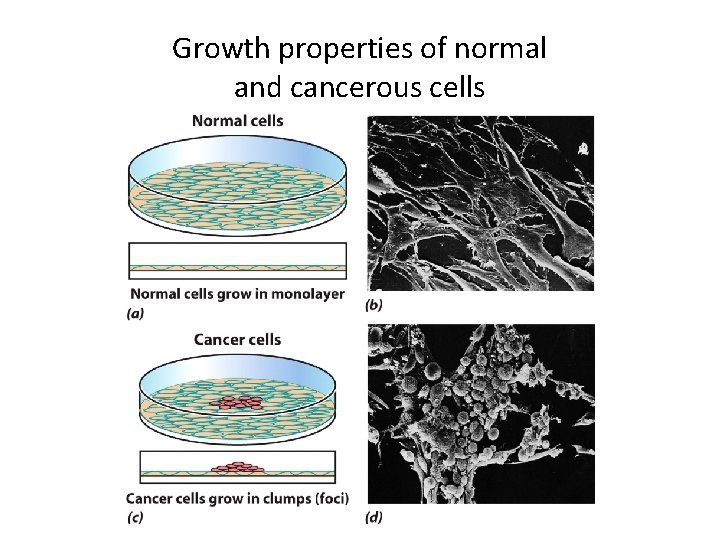 Growth properties of normal and cancerous cells 