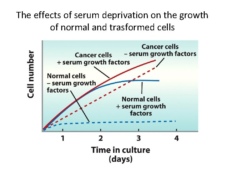 The effects of serum deprivation on the growth of normal and trasformed cells 