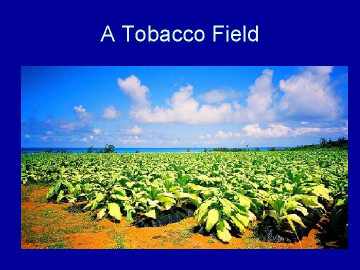 A Tobacco Field 