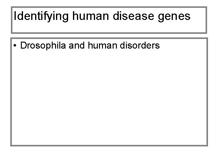 Identifying human disease genes • Drosophila and human disorders 