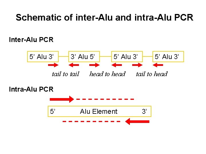 Schematic of inter-Alu and intra-Alu PCR Inter-Alu PCR 5’ Alu 3’ 3’ Alu 5’