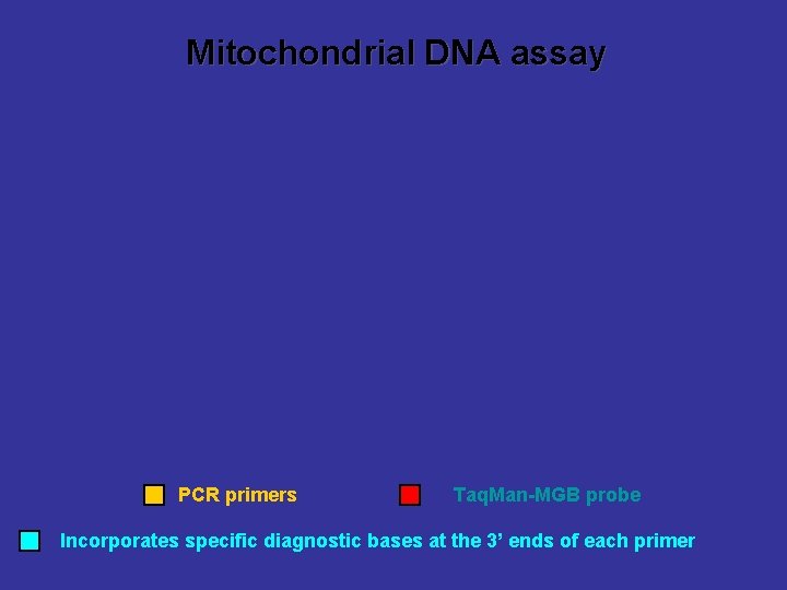 Mitochondrial DNA assay PCR primers Taq. Man-MGB probe Incorporates specific diagnostic bases at the