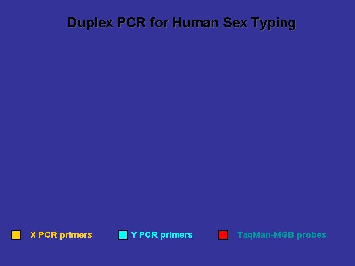 Duplex PCR for Human Sex Typing X PCR primers Y PCR primers Taq. Man-MGB