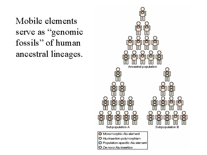 Mobile elements serve as “genomic fossils” of human ancestral lineages. 