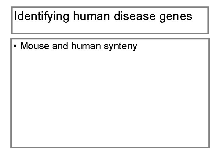 Identifying human disease genes • Mouse and human synteny 