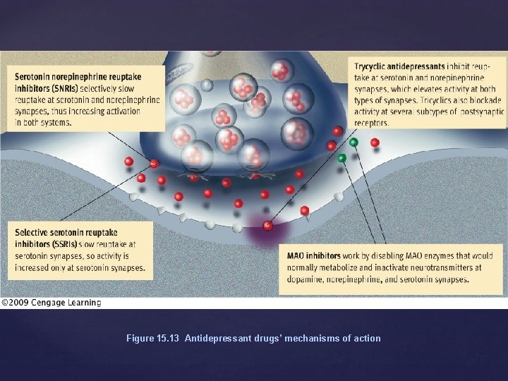 Figure 15. 13 Antidepressant drugs’ mechanisms of action 