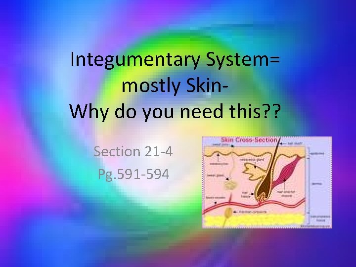 Integumentary System= mostly Skin. Why do you need this? ? Section 21 -4 Pg.