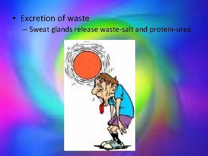  • Excretion of waste – Sweat glands release waste-salt and protein-urea 