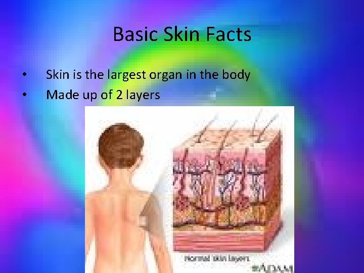 Basic Skin Facts • • Skin is the largest organ in the body Made