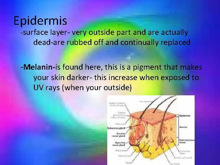 Epidermis -surface layer- very outside part and are actually dead-are rubbed off and continually