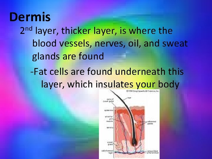 Dermis 2 nd layer, thicker layer, is where the blood vessels, nerves, oil, and