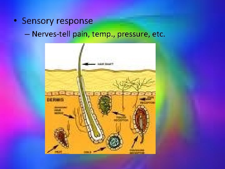  • Sensory response – Nerves-tell pain, temp. , pressure, etc. 