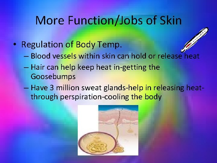 More Function/Jobs of Skin • Regulation of Body Temp. – Blood vessels within skin