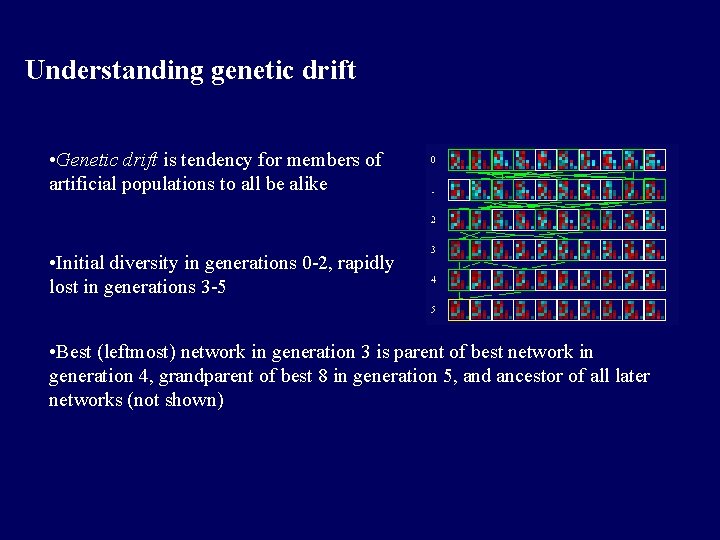 Understanding genetic drift • Genetic drift is tendency for members of artificial populations to