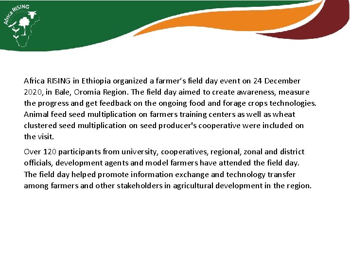 Africa RISING in Ethiopia organized a farmer’s field day event on 24 December 2020,