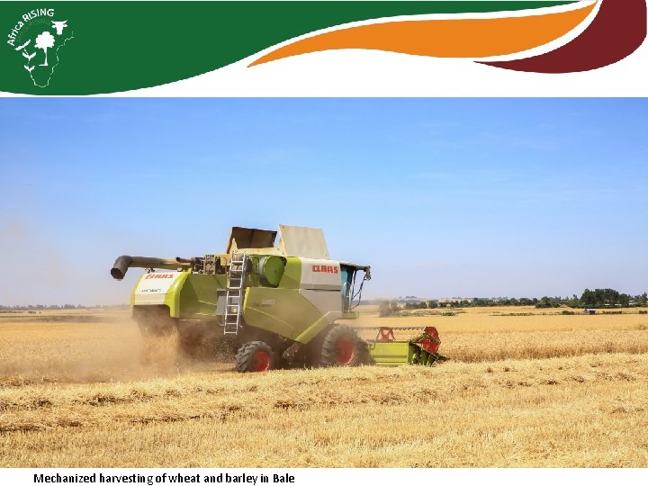 Mechanized harvesting of wheat and barley in Bale 