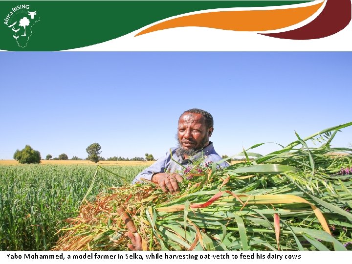 Yabo Mohammed, a model farmer in Selka, while harvesting oat-vetch to feed his dairy