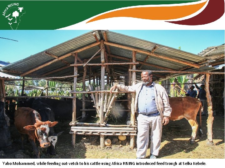 Yabo Mohammed, while feeding oat-vetch to his cattle using Africa RISING introduced feed trough