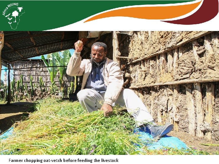 Farmer chopping oat-vetch before feeding the livestock 