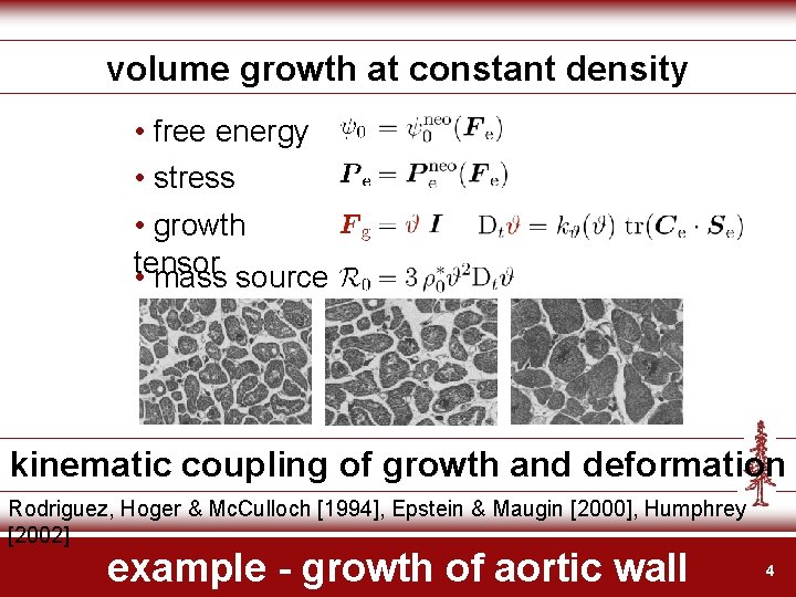 volume growth at constant density • free energy • stress • growth tensor •