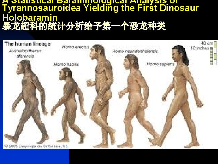 A Statistical Baraminological Analysis of Tyrannosauroidea Yielding the First Dinosaur Holobaramin 暴龙超科的统计分析给予第一个恐龙种类 