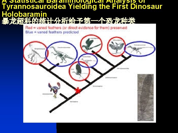 A Statistical Baraminological Analysis of Tyrannosauroidea Yielding the First Dinosaur Holobaramin 暴龙超科的统计分析给予第一个恐龙种类 