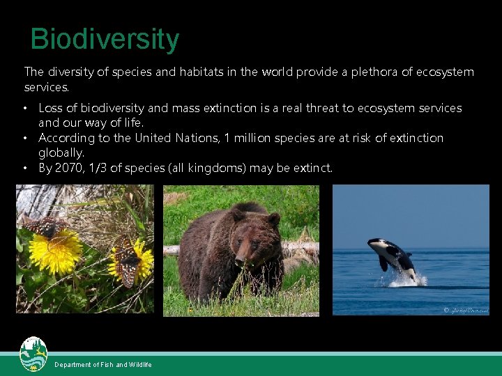 Biodiversity The diversity of species and habitats in the world provide a plethora of