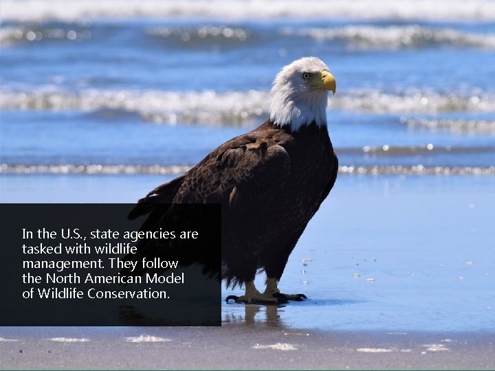 In the U. S. , state agencies are tasked with wildlife management. They follow In the U. S. , state agencies are tasked with wildlife management. They follow
