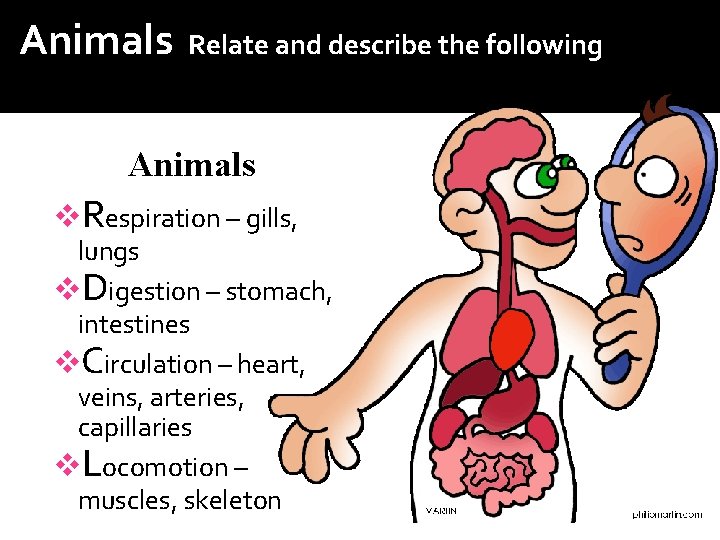 Animals: Relate and describe the following structures of living organisms to their functions: Animals