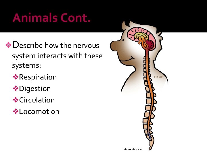 Animals Cont. v. Describe how the nervous system interacts with these systems: v. Respiration