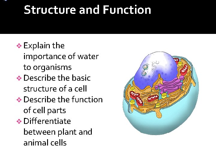 Structure and Function in Living Systems v Explain the importance of water to organisms