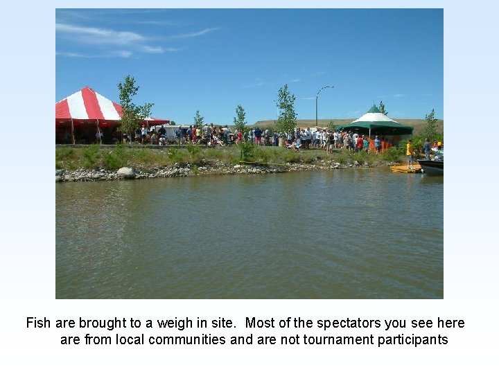 Fish are brought to a weigh in site. Most of the spectators you see