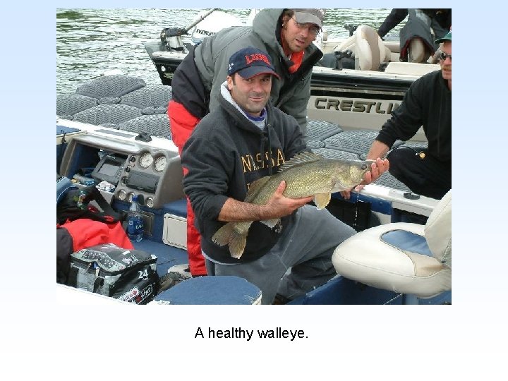 A healthy walleye. 