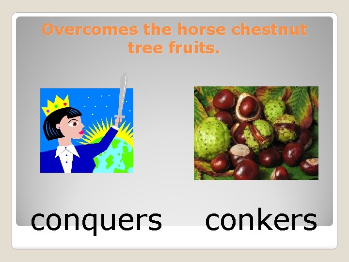 Overcomes the horse chestnut tree fruits. conquers conkers 