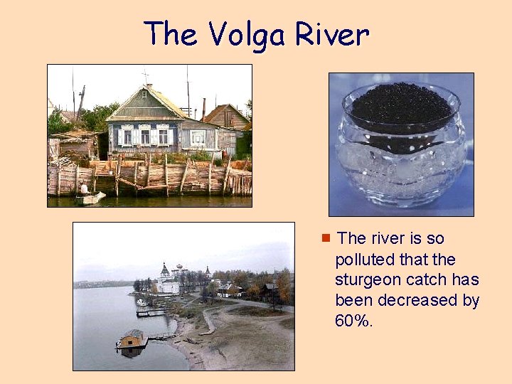 The Volga River e The river is so polluted that the sturgeon catch has