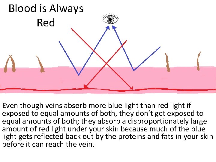 Blood is Always Red Even though veins absorb more blue light than red light