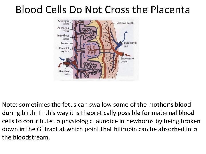 Blood Cells Do Not Cross the Placenta Note: sometimes the fetus can swallow some