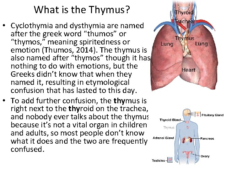 What is the Thymus? • Cyclothymia and dysthymia are named after the greek word