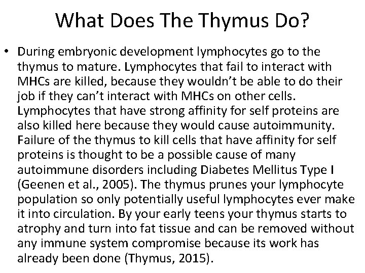 What Does The Thymus Do? • During embryonic development lymphocytes go to the thymus