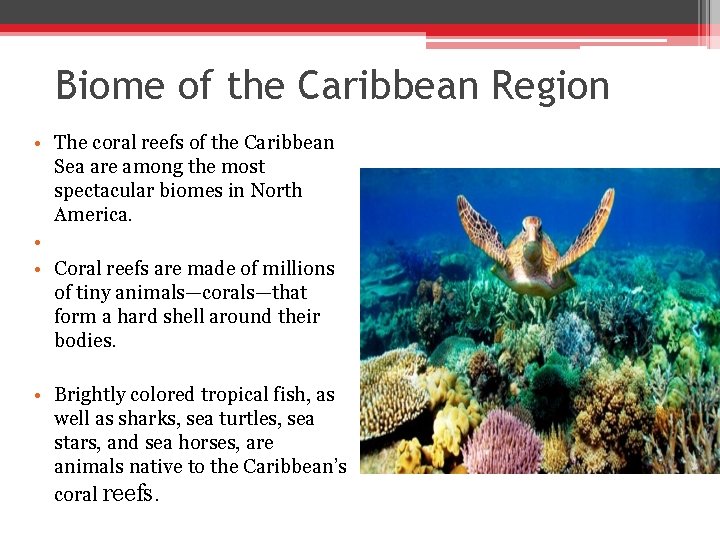 Biome of the Caribbean Region • The coral reefs of the Caribbean Sea are