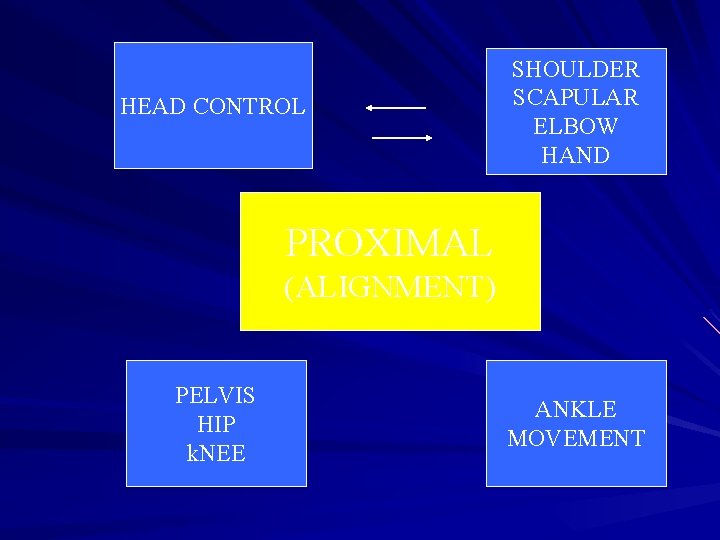 HEAD CONTROL SHOULDER SCAPULAR ELBOW HAND PROXIMAL (ALIGNMENT) PELVIS HIP k. NEE ANKLE MOVEMENT