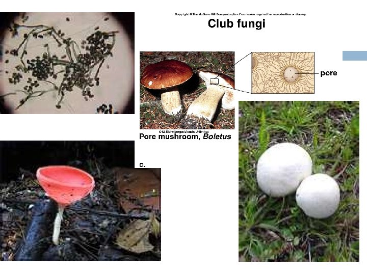 PROTIST AND FUNGI Kingdom Protista Protists are divided