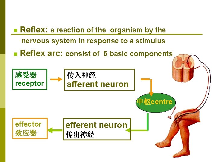 n Reflex: a reaction of the organism by the nervous system in response to