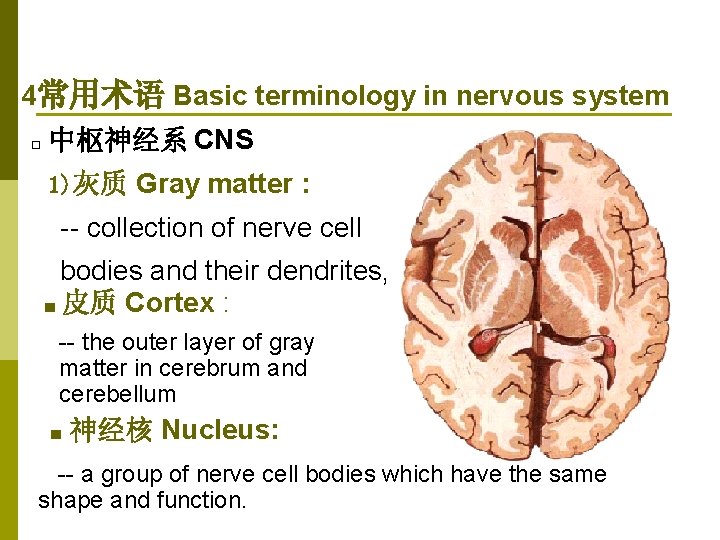 4常用术语 Basic terminology in nervous system □ 中枢神经系 CNS 1)灰质 Gray matter : --