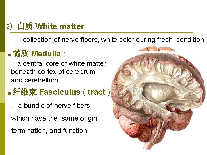 2) 白质 White matter -- collection of nerve fibers, white color during fresh condition