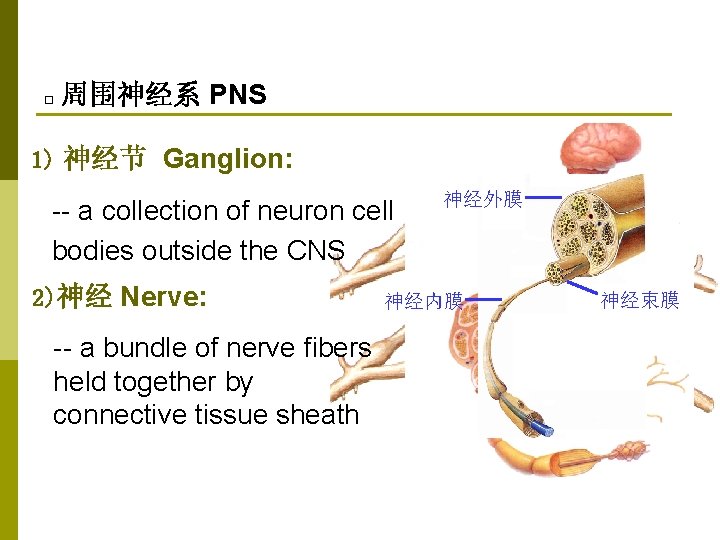 □ 周围神经系 PNS 1) 神经节 Ganglion: -- a collection of neuron cell bodies outside