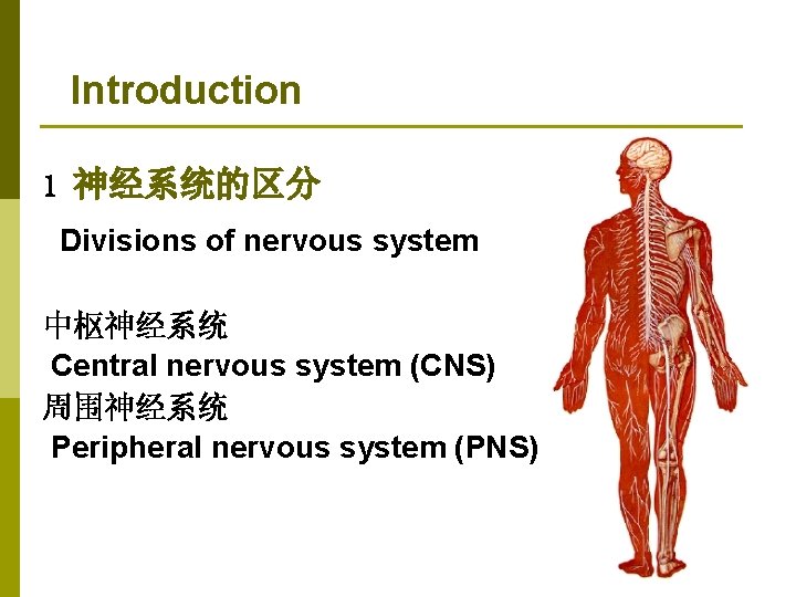 Introduction 1 神经系统的区分 Divisions of nervous system 中枢神经系统 Central nervous system (CNS) 周围神经系统 Peripheral